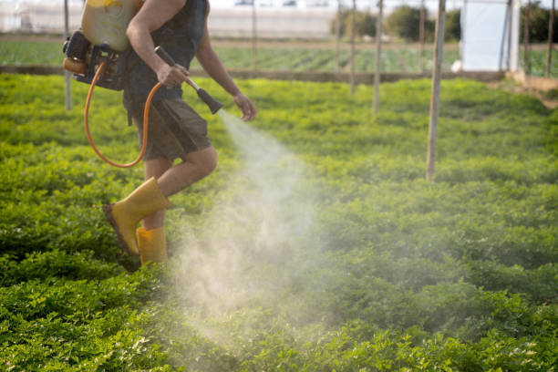 Best Local Pest Control Services  in Pace, FL
