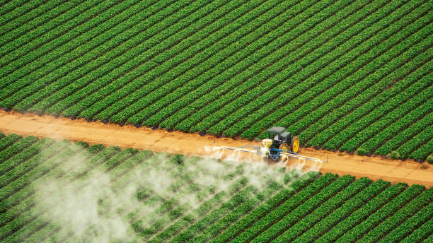 Best Pest Removal Services  in Pace, FL